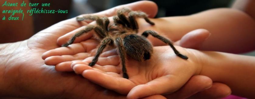 Avant de tuer une araignée, réfléchissez-vous à deux !