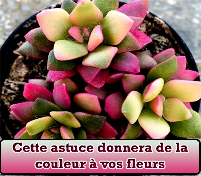 Cette astuce donnera de la couleur à vos fleurs 