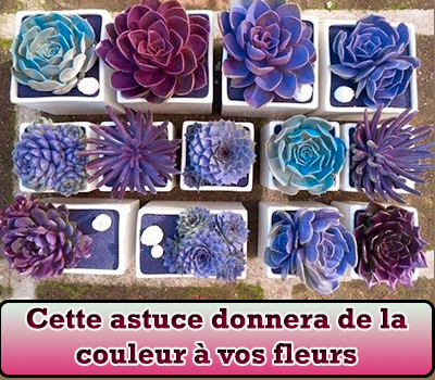 Cette astuce donnera de la couleur à vos fleurs 