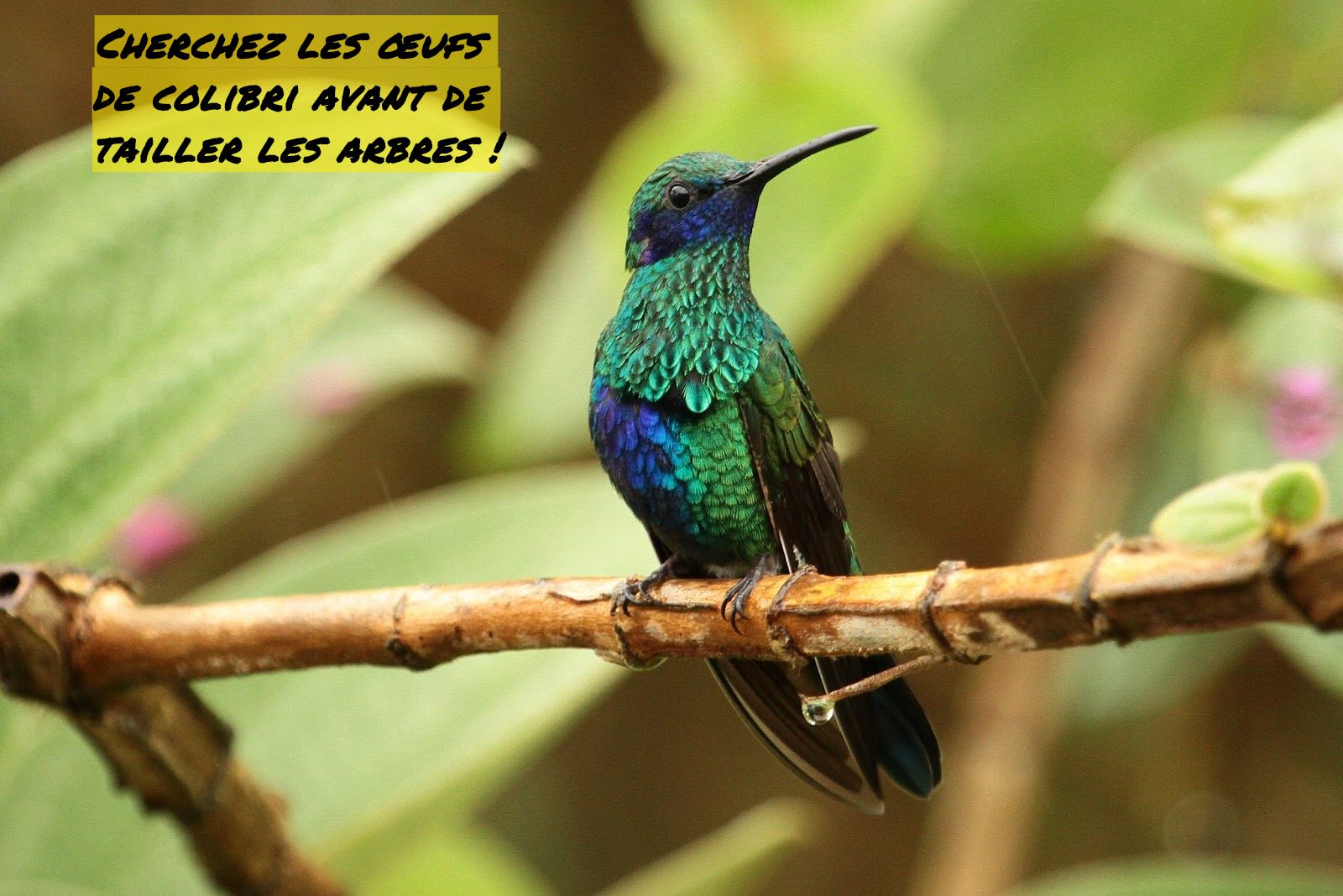 Cherchez les œufs de colibri avant de tailler les arbres Cherchez les œufs de colibri avant de tailler les arbres