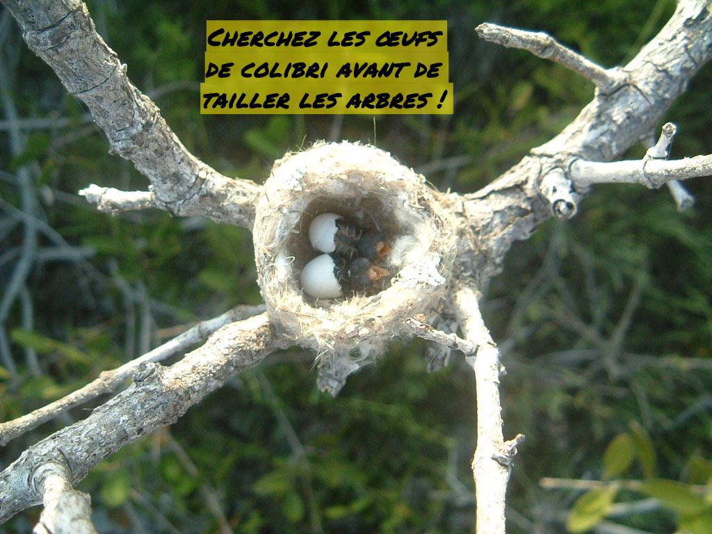Cherchez les œufs de colibri avant de tailler les arbres Cherchez les œufs de colibri avant de tailler les arbres