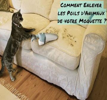 L'Astuces Indispensables Pour Tous Ceux Qui Ont Des Animaux 