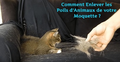 Comment Enlever les Poils d'Animaux de votre Moquette ?