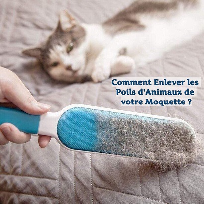 Comment Enlever les Poils d'Animaux de votre Moquette ?