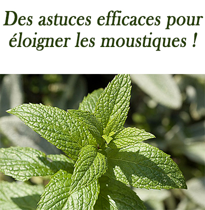 Des astuces efficaces pour éloigner les moustiques !