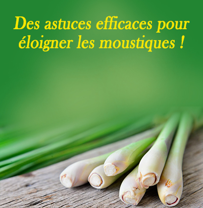 Des astuces efficaces pour éloigner les moustiques !