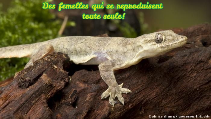 Des femelles qui se reproduisent toute seule!