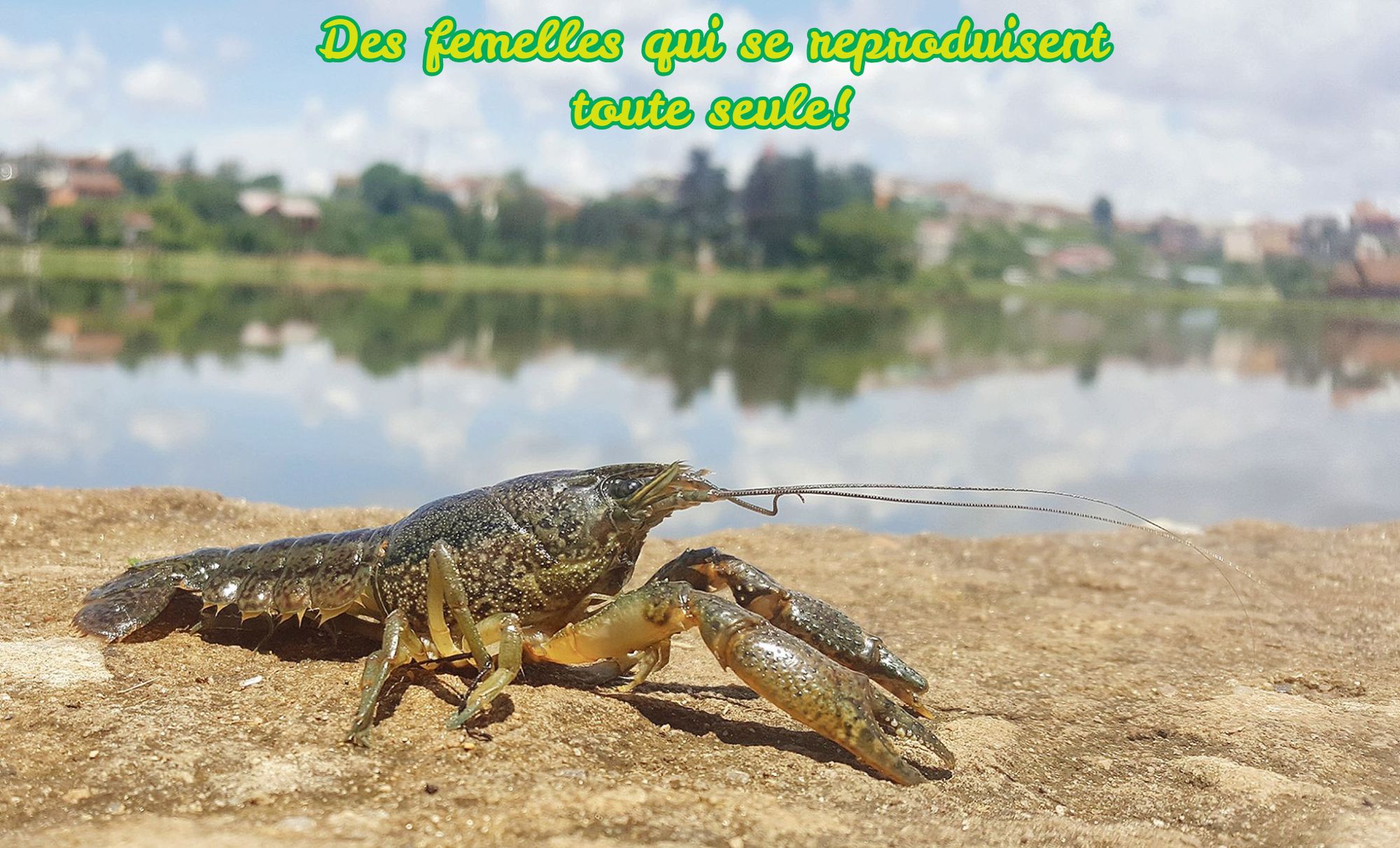 Des femelles qui se reproduisent toute seules Des femelles qui se reproduisent toute seule!