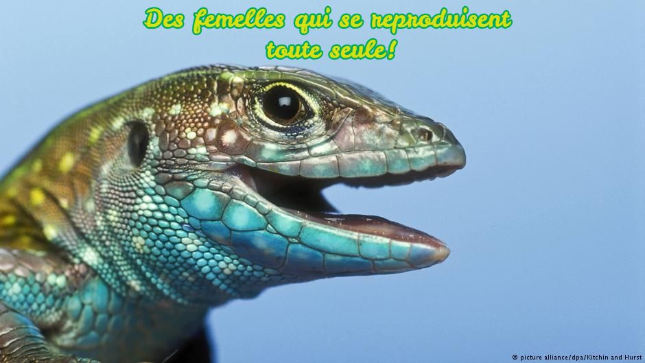 Des femelles qui se reproduisent toute seule!