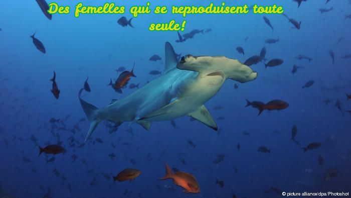 Des femelles qui se reproduisent toute seules Des femelles qui se reproduisent toute seule!