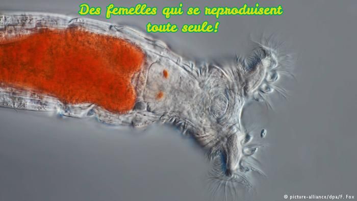 Elles se reproduisent toute seules Des femelles qui se reproduisent toute seule!