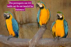 Un groupe de cinq perroquets a été placé en isolement dans un parc animalier du Royaume-Uni. Saviez-vous la raison ?