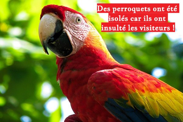 Des perroquets ont été isolés car ils ont insulté les visiteurs !