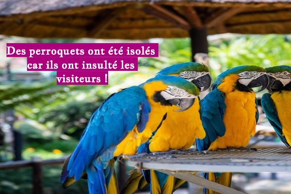 Des perroquets ont été isolés car ils ont insulté les visiteurs !