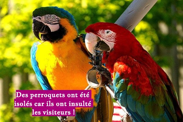 Des perroquets ont été isolés car ils ont insulté les visiteurs !