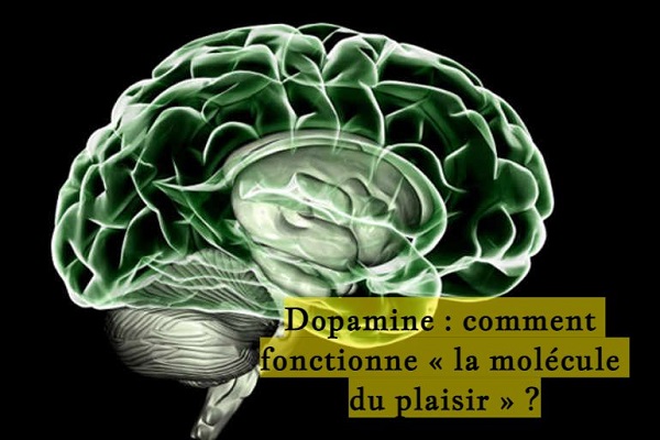 Dopamine : comment fonctionne « la molécule du plaisir » ?