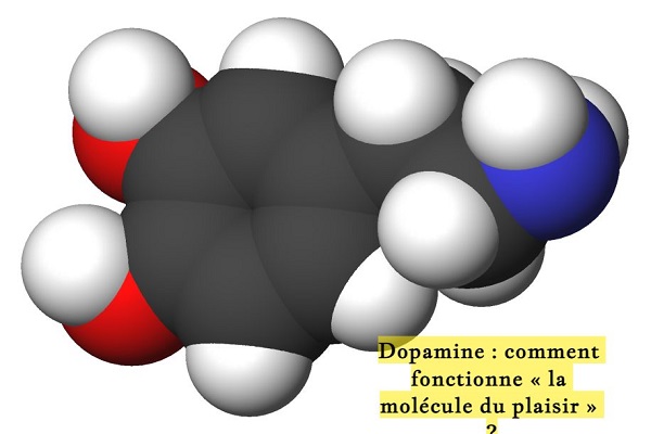 Dopamine : comment fonctionne « la molécule du plaisir » ?