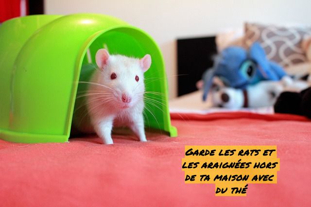 Garde les rats et les araignées hors de ta maison avec du thé