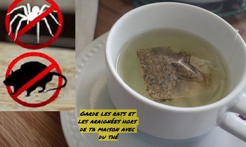 Garde les rats et les araignées hors de ta maison avec du thé