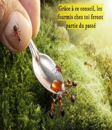Des fourmis à la maison ! Grâce à CE remède naturel vous ne les reverrez plus jamais !