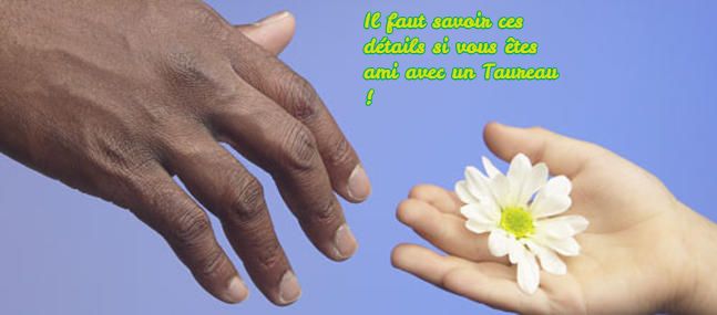 Le taureau est tolérant Il faut savoir ces détails si vous êtes ami avec un Taureau !