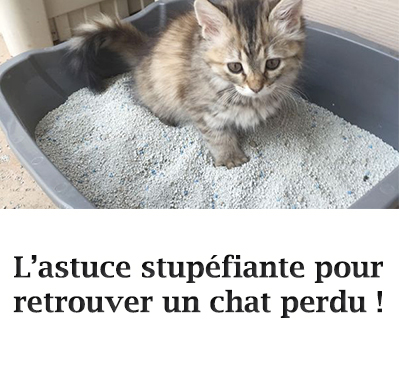 L’astuce stupéfiante pour retrouver un chat perdu !
