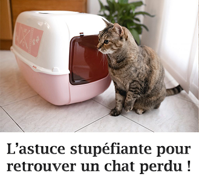 L’astuce stupéfiante pour retrouver un chat perdu !
