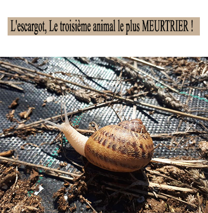 L'escargot, Le troisième animal le plus MEURTRIER !