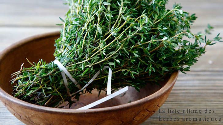 Le Thym La liste ultime des herbes aromatiques