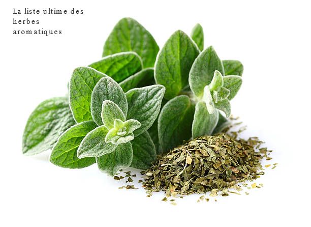 L'origan La liste ultime des herbes aromatiques