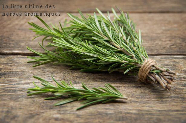 Le romarin La liste ultime des herbes aromatiques