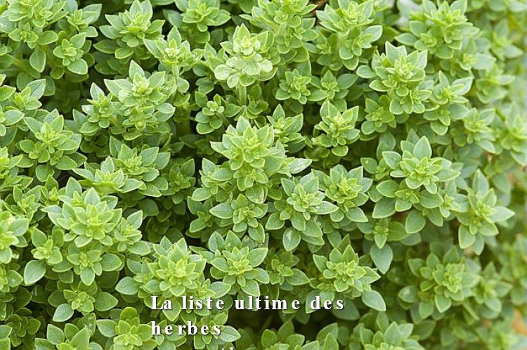La liste ultime des herbes aromatiques La liste ultime des herbes aromatiques