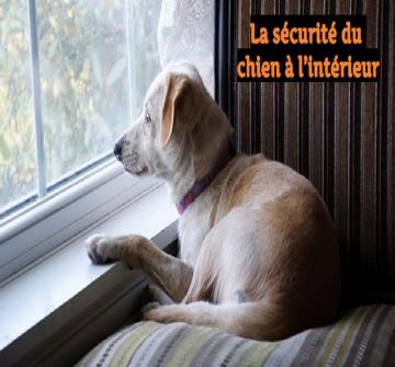  Des conseils à suivre pour protéger un chien à l’intérieur !