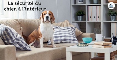 La sécurité du chien à l’intérieur