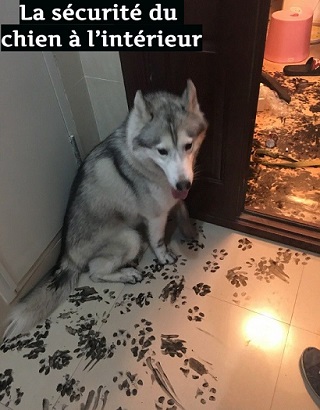La sécurité du chien à l’intérieur