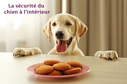 La sécurité du chien à l’intérieur