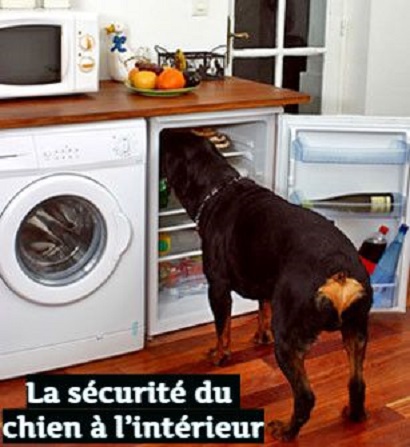 La sécurité du chien à l’intérieur