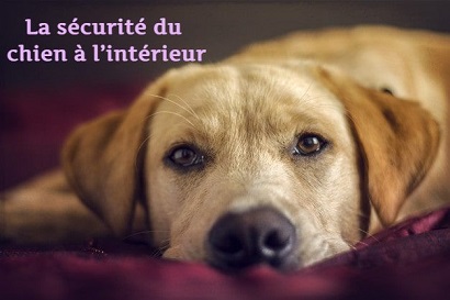 La sécurité du chien à l’intérieur