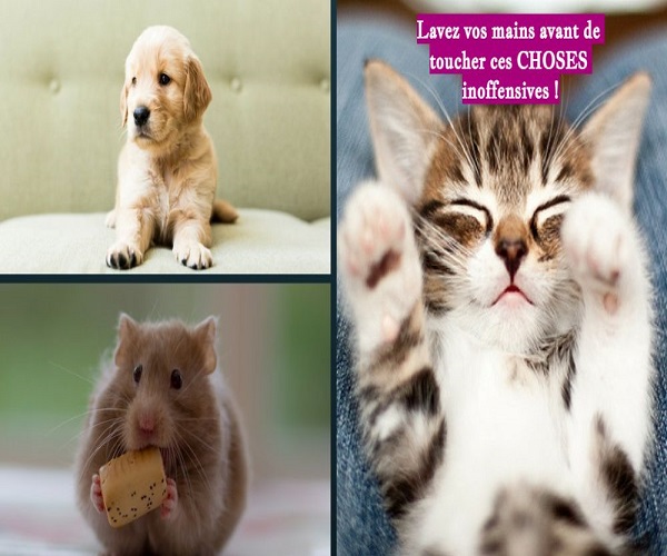 Lavez vos mains avant de toucher ces CHOSES inoffensives !