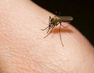 Le remède de magie pour soigner les piqûres d'insecte