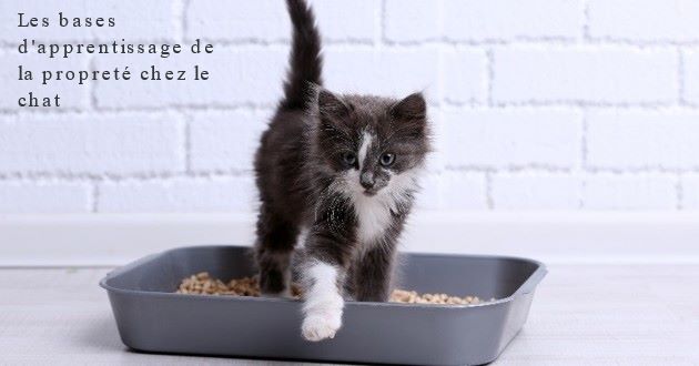Les bases d'apprentissage de propreté chez le chat Les bases d'apprentissage de la propreté chez le chat