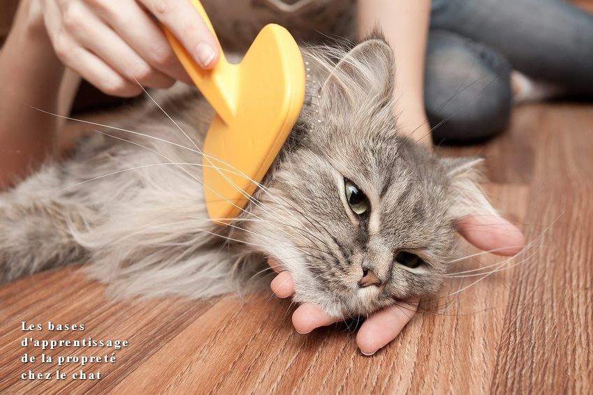 L'éducation du Chaton Les bases d'apprentissage de la propreté chez le chat
