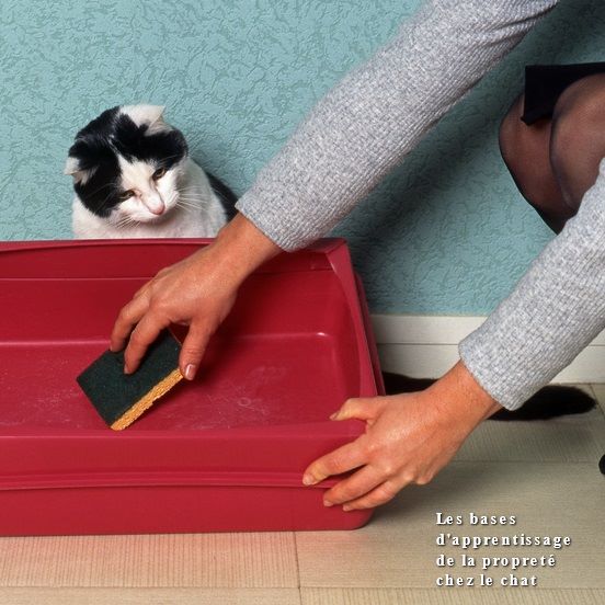 adopter un chat Les bases d'apprentissage de la propreté chez le chat