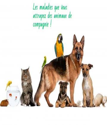 Avez-vous des animaux domestiques à la maison ? Ils font probablement partie de votre famille. êtes vous vigilants ou pas ?