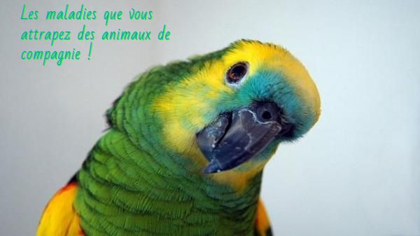 La fièvre du perroquet Les maladies que vous attrapez des animaux de compagnie