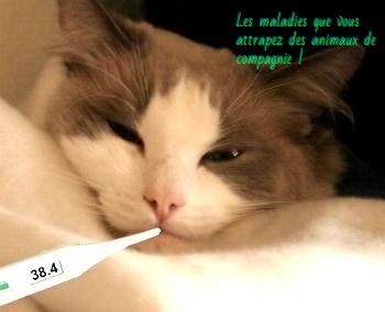 La fièvre du chat à gratter Les maladies que vous attrapez des animaux de compagnie