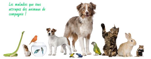 Les animaux de compagnie Les maladies que vous attrapez des animaux de compagnie