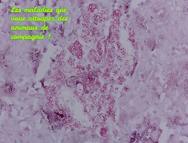 Tuberculose aviaire Les maladies que vous attrapez des animaux de compagnie