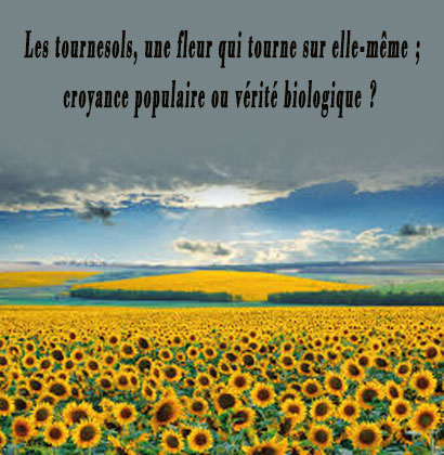 Les tournesols, une fleur qui tourne sur elle-même; croyance populaire ou vérité biologique ?
