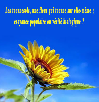 Les tournesols, une fleur qui tourne sur elle-même; croyance populaire ou vérité biologique ?